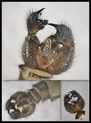 Sciara humeralis